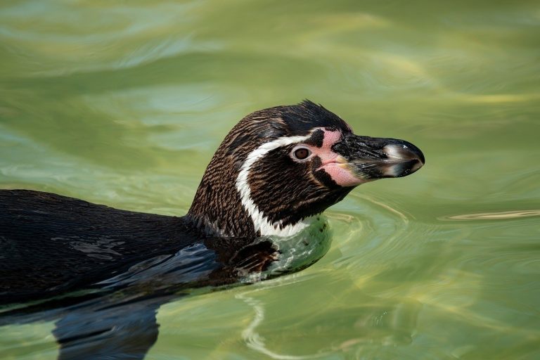 ziua mondiala a pinguinilor