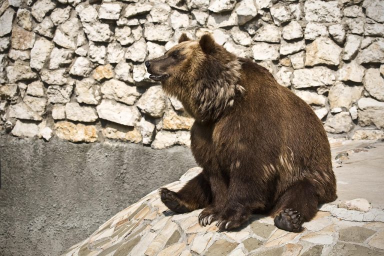 ziua internationala a animalelor