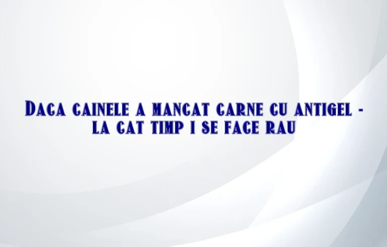daca cainele a mancat carne cu antigel la cat timp i se face rau